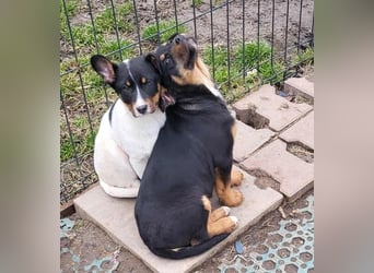 GEO *bei unserer Pflegestelle in 88167 Gestratz*