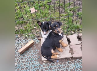 GEO *bei unserer Pflegestelle in 88167 Gestratz*