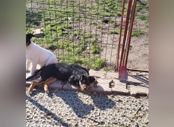 GEO *bei unserer Pflegestelle in 88167 Gestratz*