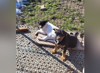 GEO *bei unserer Pflegestelle in 88167 Gestratz*