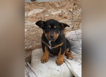 GEO *bei unserer Pflegestelle in 88167 Gestratz*