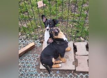 GEO *bei unserer Pflegestelle in 88167 Gestratz*