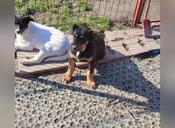 GEO *bei unserer Pflegestelle in 88167 Gestratz*