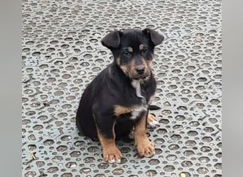 GEO *bei unserer Pflegestelle in 88167 Gestratz*