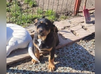 GEO *bei unserer Pflegestelle in 88167 Gestratz*