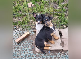 GEO *bei unserer Pflegestelle in 88167 Gestratz*