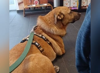 CHARLY - tapfer & voller Lebensfreude sucht seine Herzensmenschen