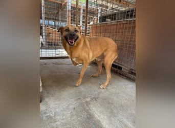 CHARLY - tapfer & voller Lebensfreude sucht seine Herzensmenschen