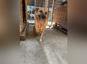 CHARLY - tapfer & voller Lebensfreude sucht seine Herzensmenschen