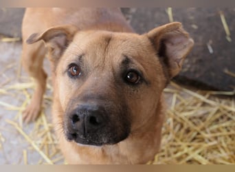 CHARLY - tapfer & voller Lebensfreude sucht seine Herzensmenschen