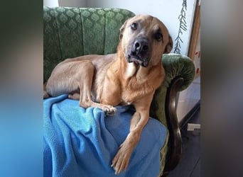 CHARLY - tapfer & voller Lebensfreude sucht seine Herzensmenschen