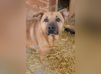 CHARLY - tapfer & voller Lebensfreude sucht seine Herzensmenschen