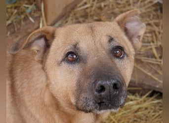 CHARLY - tapfer & voller Lebensfreude sucht seine Herzensmenschen