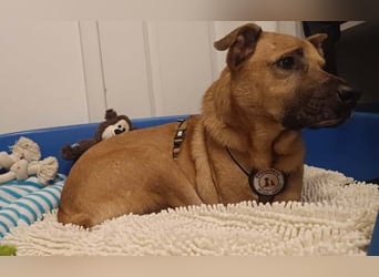 Charly - verschmust & lebensfroh