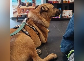 Charly - verschmust & lebensfroh