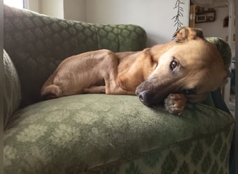 CHARLY - tapfer & voller Lebensfreude sucht seine Herzensmenschen