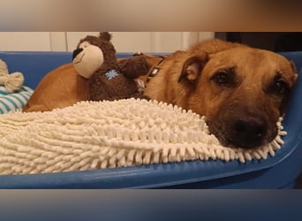 Tapferer, verschmuster Charly sucht seine Herzensmenschen