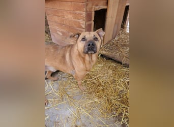 CHARLY - tapfer & voller Lebensfreude sucht seine Herzensmenschen