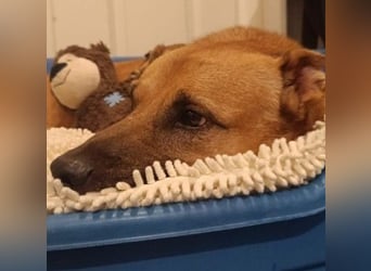 CHARLY - tapfer & voller Lebensfreude sucht seine Herzensmenschen