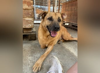 Charly - verschmust & lebensfroh