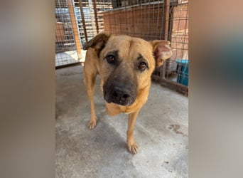 Charly - verschmust & lebensfroh