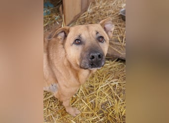 Charly - verschmust & lebensfroh