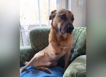 CHARLY - tapfer & voller Lebensfreude sucht seine Herzensmenschen