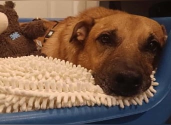 Charly - verschmust & lebensfroh