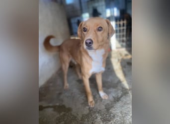 Avacon, geb. ca. 01/2025, lebt in GRIECHENLAND, im städt. Tierheim Serres