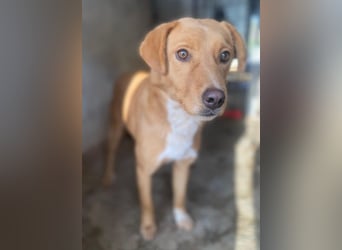 Avacon, geb. ca. 01/2025, lebt in GRIECHENLAND, im städt. Tierheim Serres