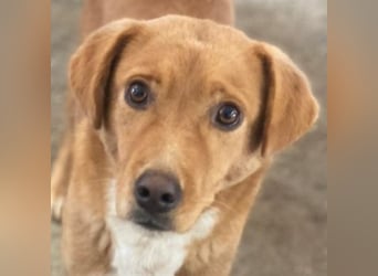 Avacon, geb. ca. 01/2025, lebt in GRIECHENLAND, im städt. Tierheim Serres