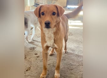 Avacon, geb. ca. 01/2025, lebt in GRIECHENLAND, im städt. Tierheim Serres