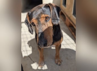 Carl, geb. ca. 05/2021, lebt in GRIECHENLAND, im städt. Tierheim Serres