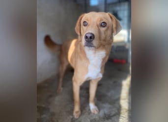 Avacon, geb. ca. 01/2025, lebt in GRIECHENLAND, im städt. Tierheim Serres