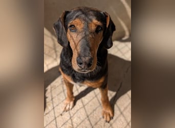 Carl, geb. ca. 05/2021, lebt in GRIECHENLAND, im städt. Tierheim Serres