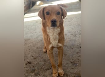 Avacon, geb. ca. 01/2025, lebt in GRIECHENLAND, im städt. Tierheim Serres