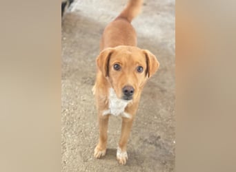 Avacon, geb. ca. 01/2025, lebt in GRIECHENLAND, im städt. Tierheim Serres