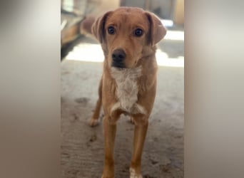 Avacon, geb. ca. 01/2025, lebt in GRIECHENLAND, im städt. Tierheim Serres