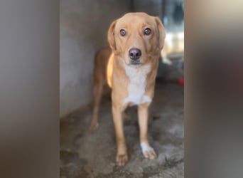 Avacon, geb. ca. 01/2025, lebt in GRIECHENLAND, im städt. Tierheim Serres