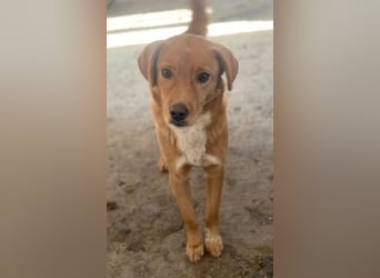 Avacon, geb. ca. 01/2025, lebt in GRIECHENLAND, im städt. Tierheim Serres