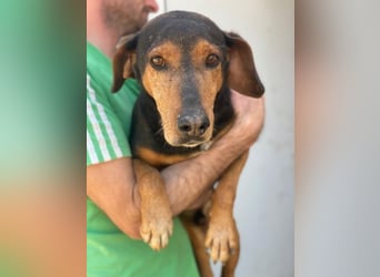 Carl, geb. ca. 05/2021, lebt in GRIECHENLAND, im städt. Tierheim Serres