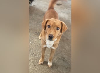 Avacon, geb. ca. 01/2025, lebt in GRIECHENLAND, im städt. Tierheim Serres