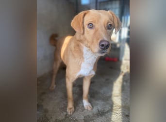 Avacon, geb. ca. 01/2025, lebt in GRIECHENLAND, im städt. Tierheim Serres