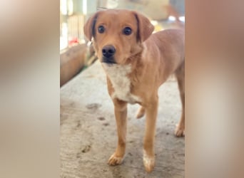 Avacon, geb. ca. 01/2025, lebt in GRIECHENLAND, im städt. Tierheim Serres