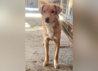 Avacon, geb. ca. 01/2025, lebt in GRIECHENLAND, im städt. Tierheim Serres