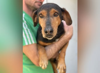 Carl, geb. ca. 05/2021, lebt in GRIECHENLAND, im städt. Tierheim Serres
