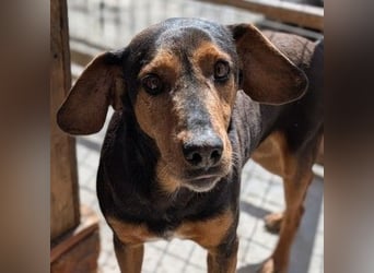 Carl, geb. ca. 05/2021, lebt in GRIECHENLAND, im städt. Tierheim Serres