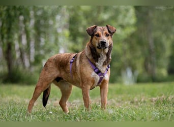 Sozialer Rita sucht liebevolles Zuhause