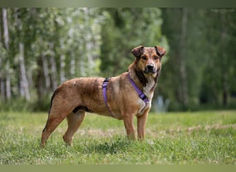 Sozialer Rita sucht liebevolles Zuhause