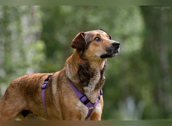 Sozialer Rita sucht liebevolles Zuhause